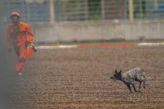 Mandalika Stray Dog | SRO Motorsport Group
